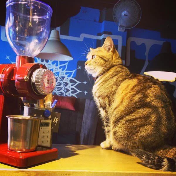 Tiger Coffee - hero 1